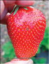 Strawberries in April