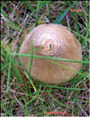 An unknown mushroom