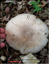 Rose mushroom