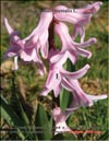 Rose Hyacinths