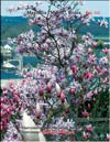 Magnolia «Merill», Rosea