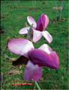 Magnolia Soulangeana «Appolo»