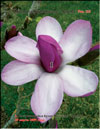 Magnolia Soulangeana «Appolo»