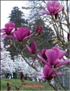 Magnolia «Linely»