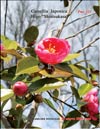 Japanese Camellia «Shintsukasa»