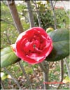 Japanese Camellia «Shintsukasa»