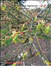 Acer Palmatum Japonicum «Green lace»