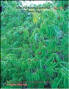 Acer Palmatum Japonicum «Green lace»