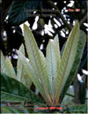 Photinia Japonica