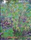 Black currants – Ribes nigrum L.