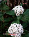 Unknown flowering bush