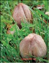 Unknown mushrooms