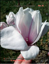 Magnolia Soulangeana – hybrid «Iolanthe»