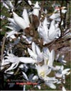 Magnolia «Kobus», Citron