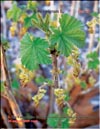 Смородина чёрная – Ribes nigrum L.