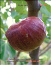 «Bloody» figs (Ficus carica L.)