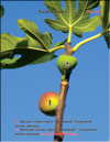 «Bloody» figs (Ficus carica L.)