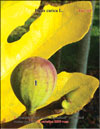 Плоды сорта «Кровавый» на ветках Фигового дерева (Ficus carica L.)