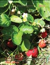 Garden strawberries (Fragaria ananassa)