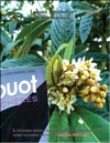Loquat (Photina Japonica)