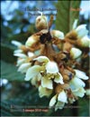 Слива японская (Photina Japonica)
