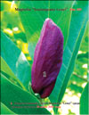Magnolia «Lenei»