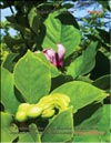 Magnolia «Sundew»