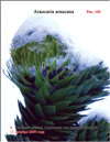 Араукария чилийская (Araucaria araucana) – Обезьянье дерево в снегу
