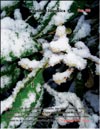 Японская слива (Photinia Japonica)