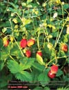 Wild strawberries (Fragaria vesca L.)
