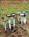 Asparagus mushroom