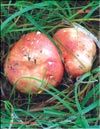 Сыроежки съедобные (Russula verca Fr.)