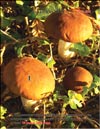 Сыроежки съедобные (Russula verca Fr.)