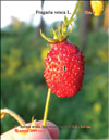 Wild strawberries (Fragaria vesca L.)