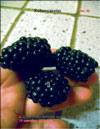 Blackberry (Rubus caesius)