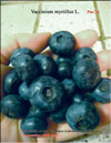Bilberry (Vaccinium myrtillus L.)