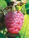 Red raspberry (Rubus daeus)