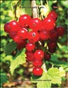 Red currant (Ribes vulgare Lam.)
