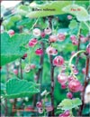 White currant (Ribes rubrum)