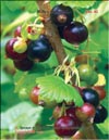 Black currant (Ribes nigrum L.)