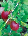 Gooseberry (Rubes uva-crispa L.)