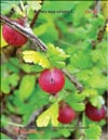Крыжовник (Rubes uva-crispa L.)