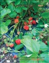 ÇGarden strawberries (Fragaria ananassa)