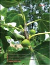 Several generations of figs (Ficus carica L.)
