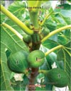 Several generations of figs (Ficus carica L.)