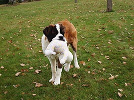 ���� ���������� ������� ��-������