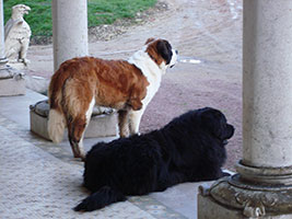 ���� � ������ �� ������ �������