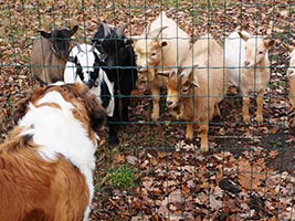 ���� ��������� ������� �� �������