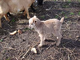 ������ ��������� �������